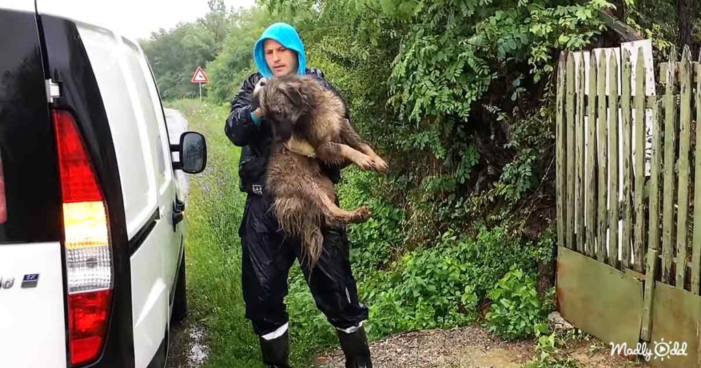 Abandoned dog waiting in the rain for her owner to come back ...