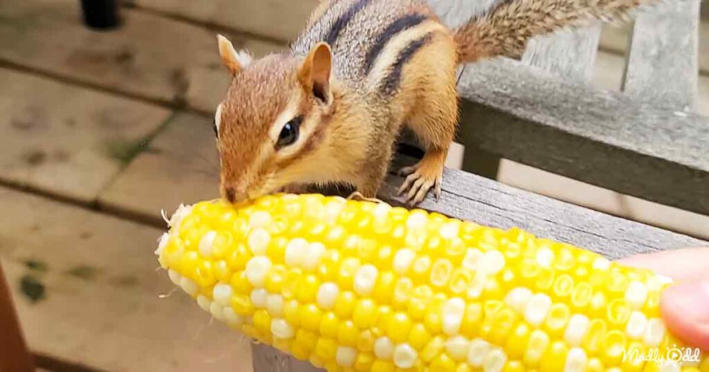 Wild chipmunks enjoy some corn on the cob - Healtimart.com